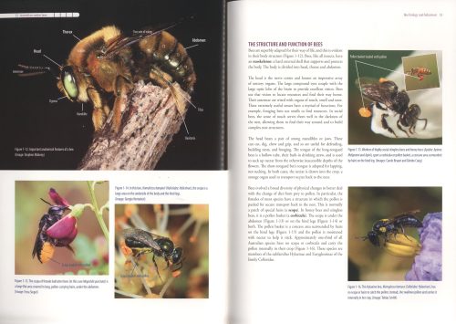 Australian Native Bees: A Practical Handbook - Image 4