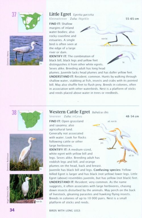 SASOL 300 Easy-To-See Birds - Image 3