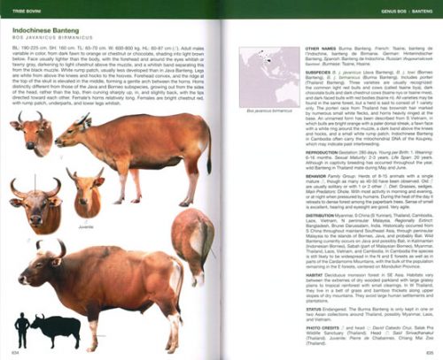 Bovids of the World: Antelopes, Gazelles, Cattle, Goats, Sheep and Relatives - Image 2