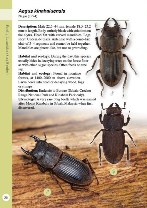 A Guide to Beetles of Borneo - Image 2