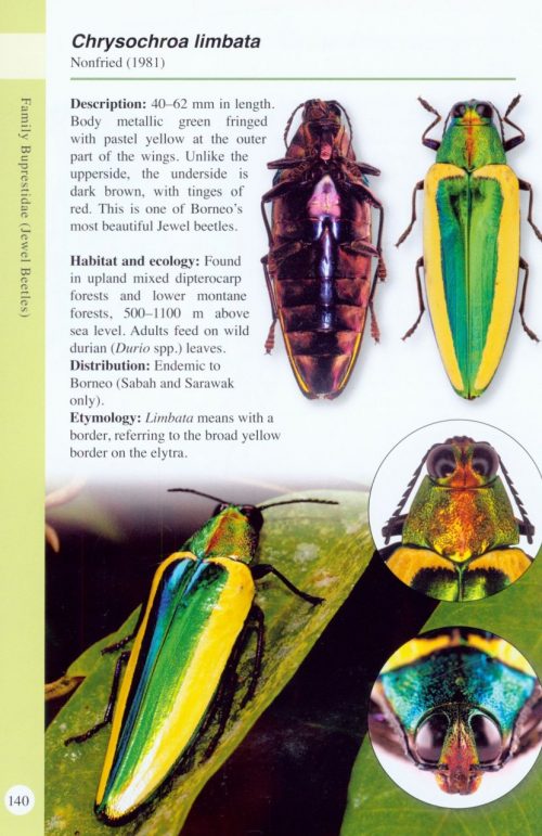 A Guide to Beetles of Borneo - Image 3