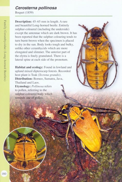 A Guide to Beetles of Borneo - Image 4