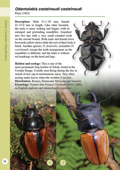 A Guide to Beetles of Borneo - Image 5