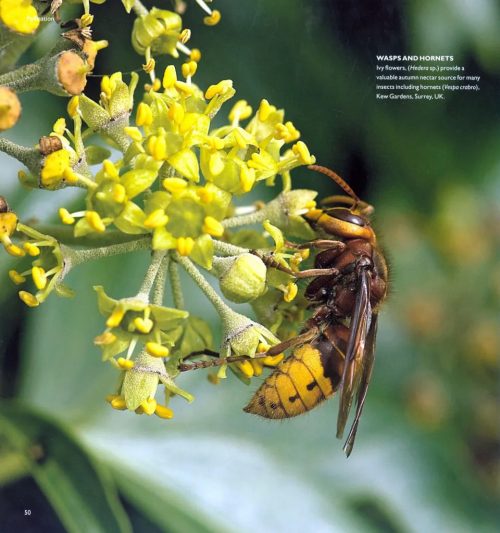 Pollination Power - Image 5