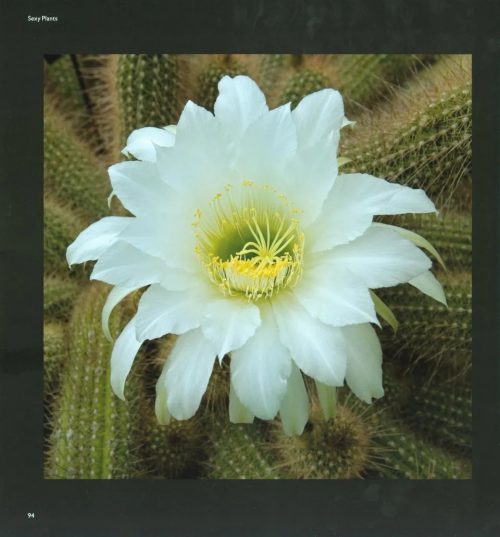 Pollination Power - Image 3