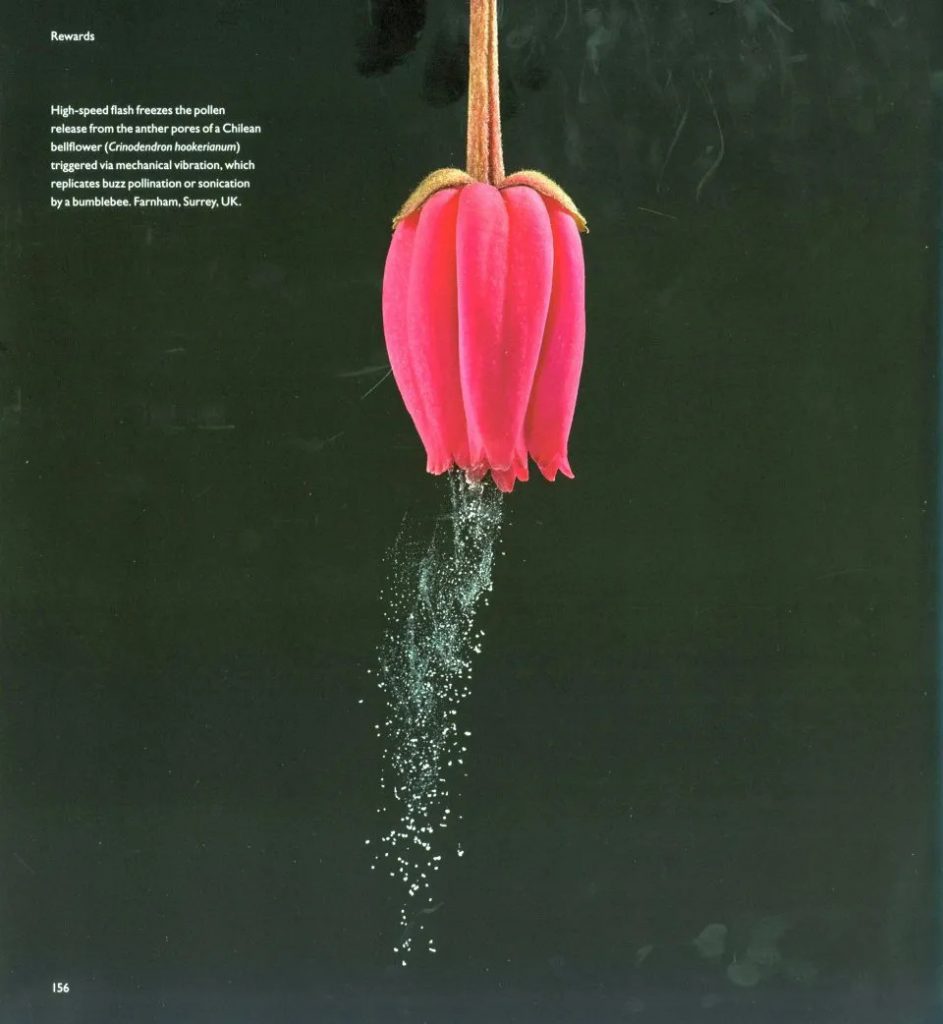 Pollination Power - Nokomis