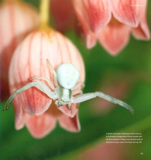 Pollination Power - Image 2