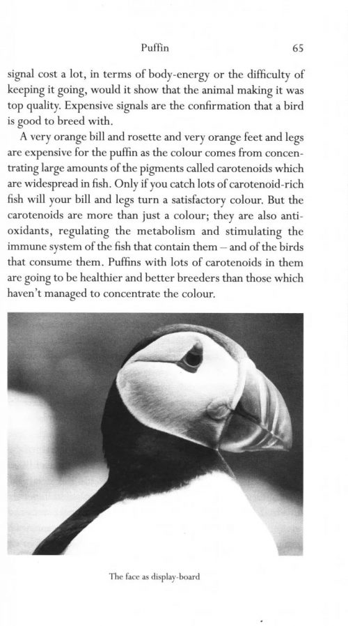 The Seabird's Cry: The Lives and Loves of Puffins, Gannets and Other Ocean Voyagers - Image 4