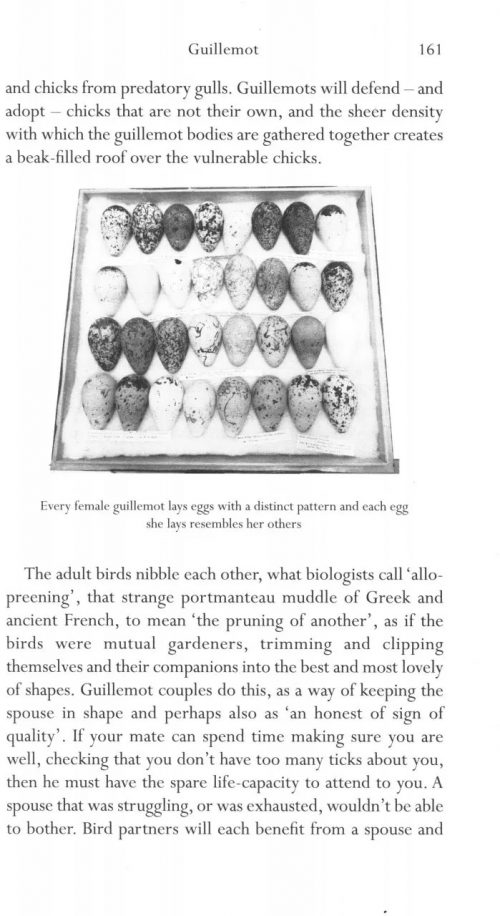 The Seabird's Cry: The Lives and Loves of Puffins, Gannets and Other Ocean Voyagers - Image 3