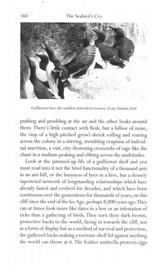The Seabird's Cry: The Lives and Loves of Puffins, Gannets and Other Ocean Voyagers - Image 2