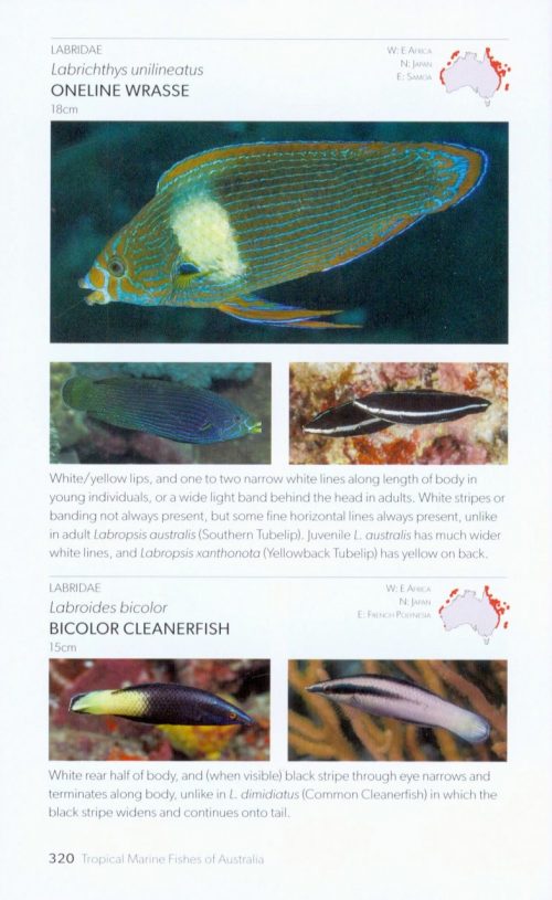Tropical Marine Fishes of Australia:  A Guide for Waters from the Abrolhos Islands to Lord Howe Islands - Image 4