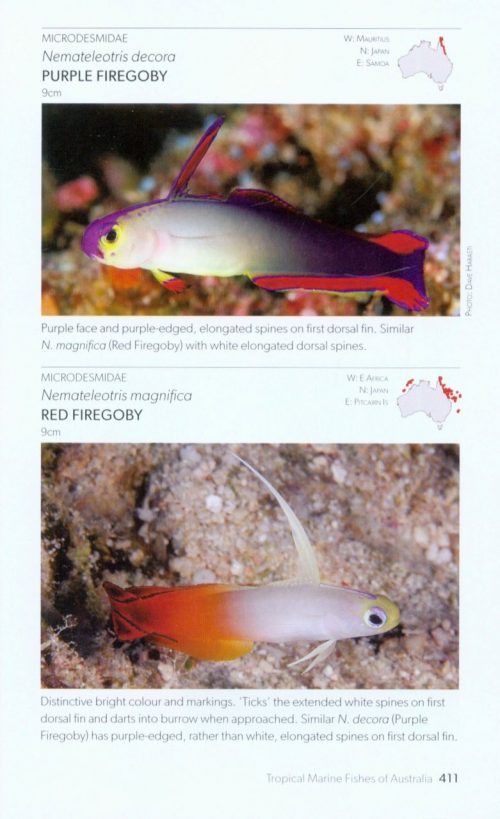 Tropical Marine Fishes of Australia:  A Guide for Waters from the Abrolhos Islands to Lord Howe Islands - Image 5