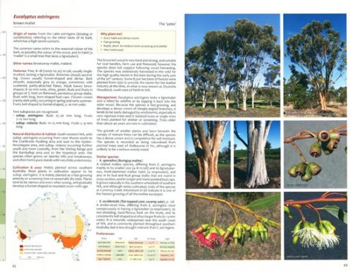 Taller Eucalypts for Planting in Australia: Their Selection, Cultivation and Management - Image 2