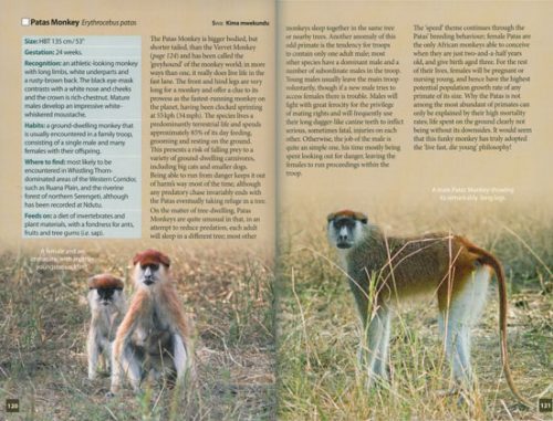 Animals of the Serengeti and Ngorongoro Conservation Area - Image 2