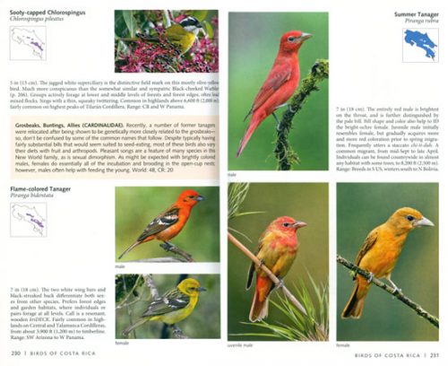 Photo Guide to Birds of Costa Rica - Image 2