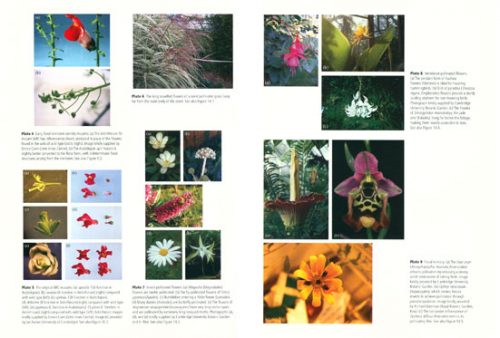 Understanding Flowers & Flowering: An Intergrated Approach (Second Edition) - Image 2