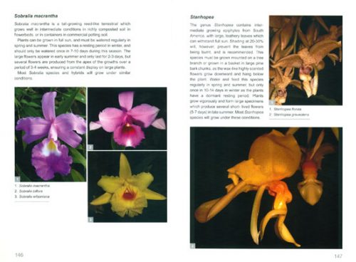 Orchids in South Africa: A Gardener's Guide - Image 2