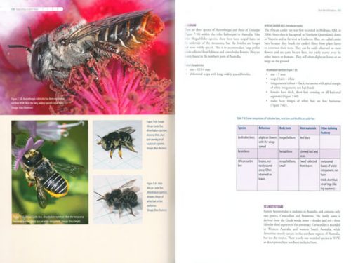 Australian Native Bees: A Practical Handbook - Image 2