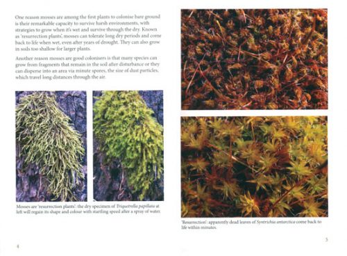 Mosses of Dry Forests in South Eastern Australia - Image 2