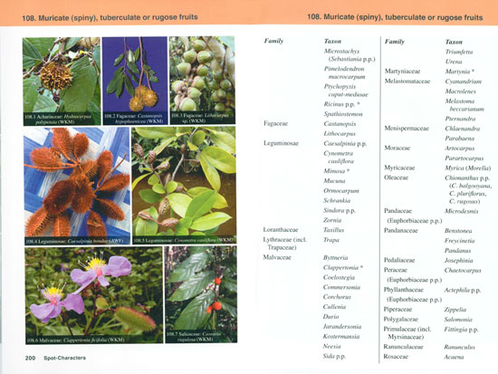 Spot-characters for the identification of Malesian seed plants. - Image 2