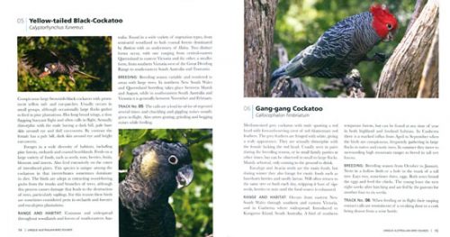 Unique Australian Bird Sounds - Image 2