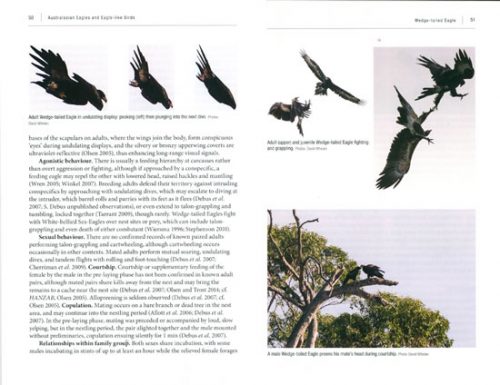 Australasian Eagles and Eagle-like Birds - Image 2
