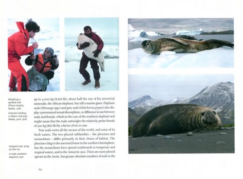 Seal. - Image 2
