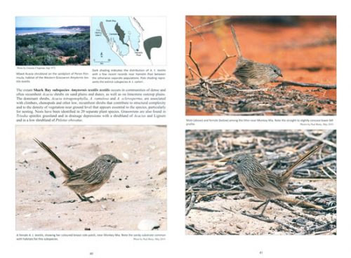 Grasswrens:  Australian Outback Identities - Image 2