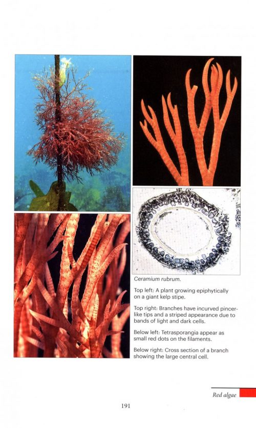 Marine Plants of Tasmania - Image 2