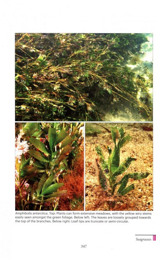 Marine Plants of Tasmania - Image 3