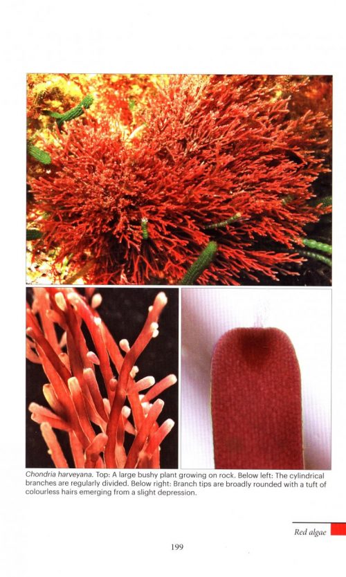 Marine Plants of Tasmania - Image 7