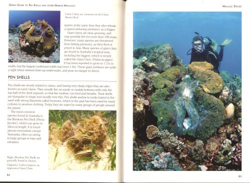 Green Guide:  Seashells and Other Marine Molluscs of Australia - Image 4