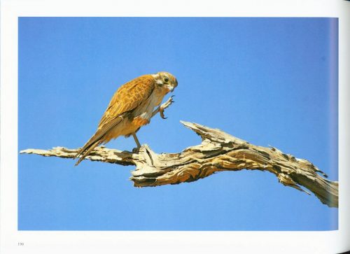 Glimpses of Australian Birdlife (Paperback) - Image 5