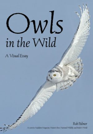 Owls in the Wild:  A Visual Essay