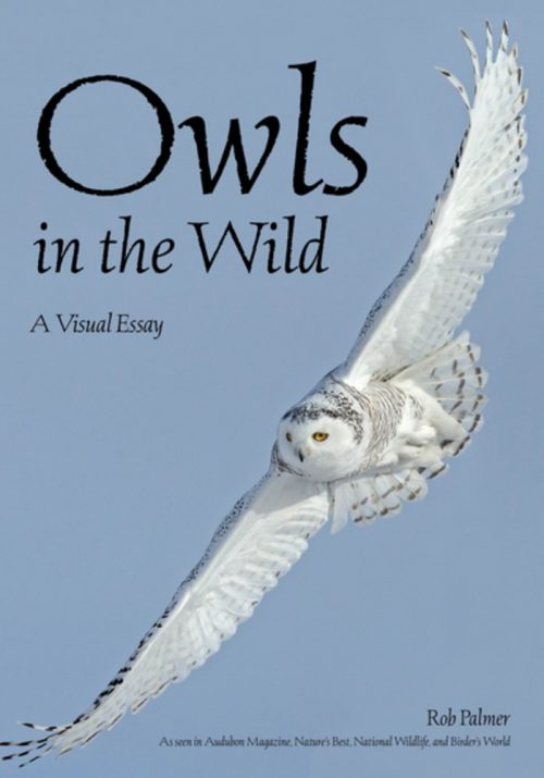 Owls in the Wild:  A Visual Essay