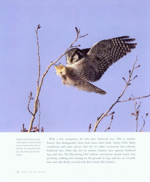 Owls of the World - Image 2