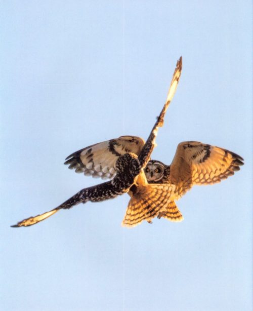 Owls of the World - Image 3