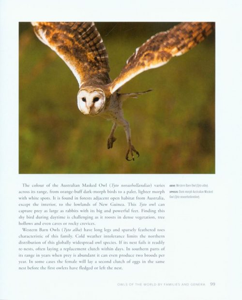 Owls of the World - Image 4