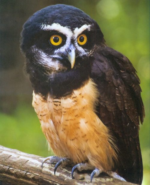Owls of the World - Image 5