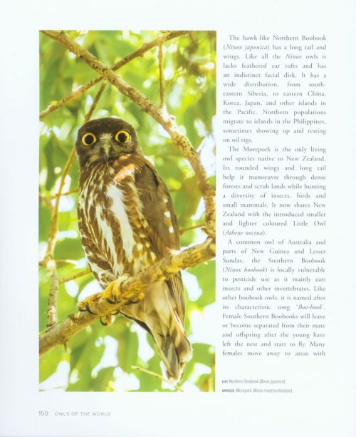 Owls of the World - Image 6