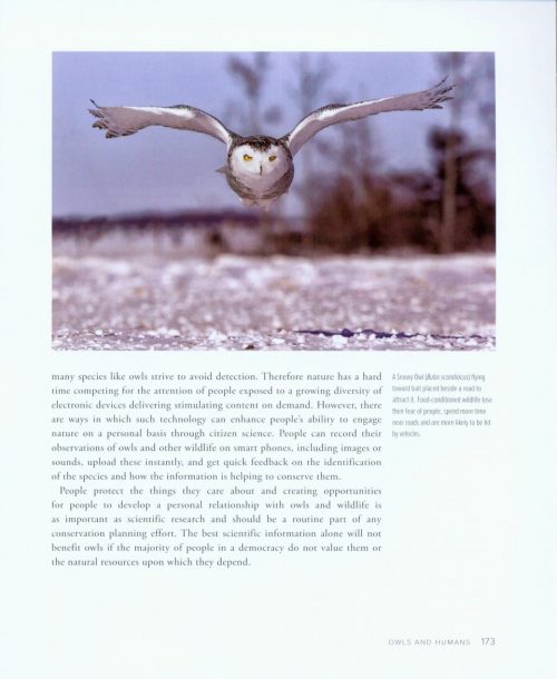 Owls of the World - Image 7