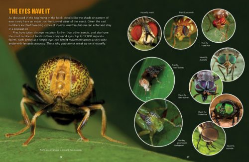 World's Weirdest Bugs:  The Tiny Aliens Among Us - Image 4