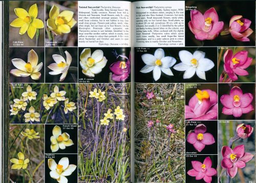 Victoria's Summer Orchids:  Diuris, Hyacinth, Leek & Sun Orchids (2nd Edition) - Image 2