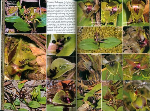Victoria's Cryptic Orchids - Image 4