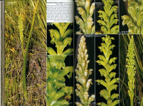 Victoria's Cryptic Orchids - Image 2