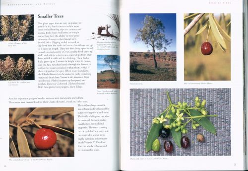 Adnyamathanha and Beyond:  Useful Plants of an Ancient Land - Image 3