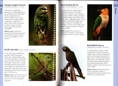 Birds of Ecuador and the Galápagos Islands (Helm Wildlife Guide) - Image 3