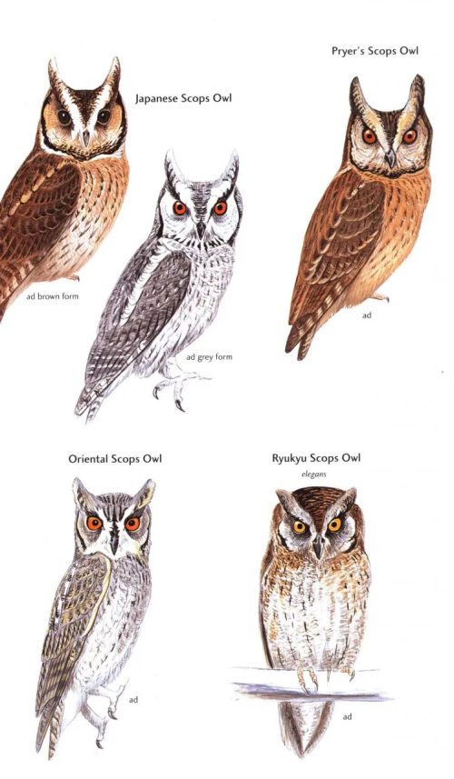 Birds of Japan (Helm Field Guide) - Image 3