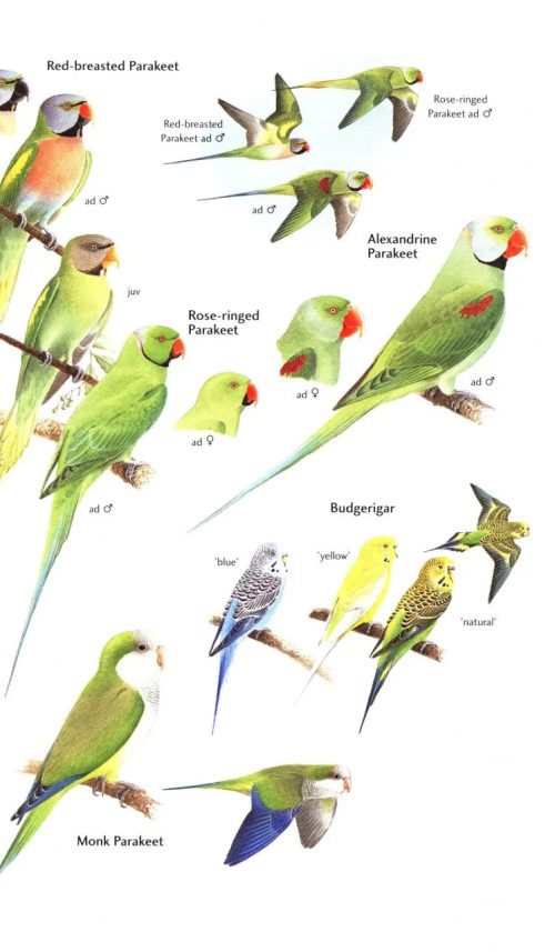 Birds of Japan (Helm Field Guide) - Image 4