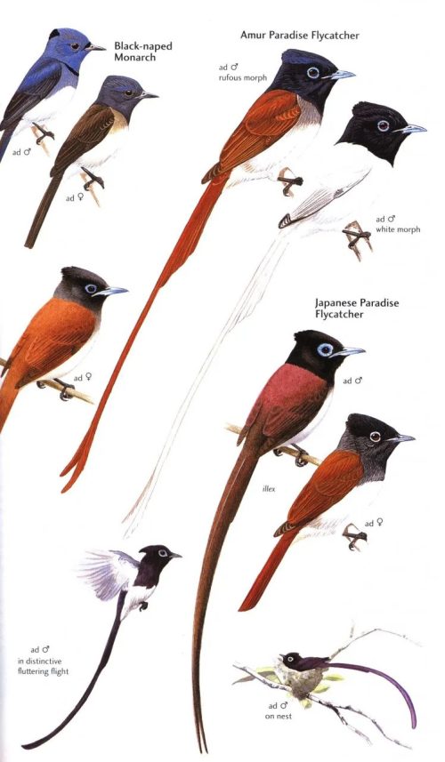 Birds of Japan (Helm Field Guide) - Image 5